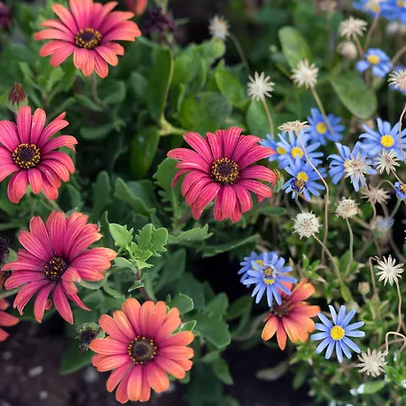 Aris Caves Appartamento Oia (Santorini)