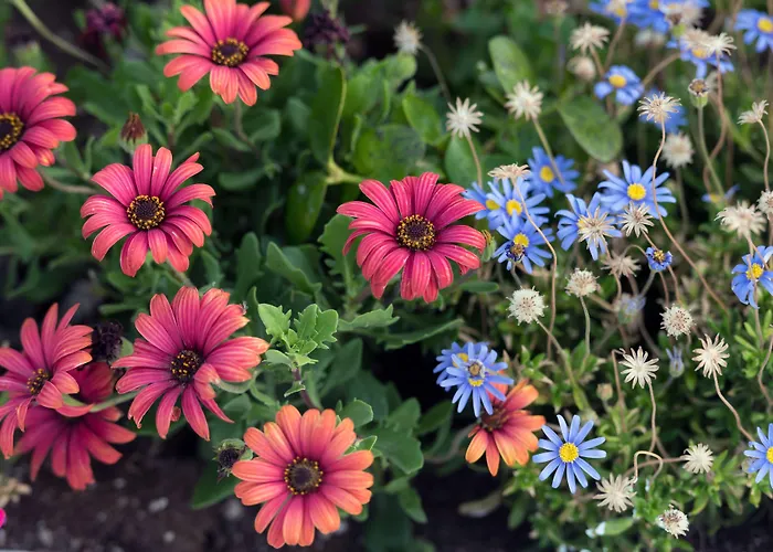 Aris Caves Appartement Oia